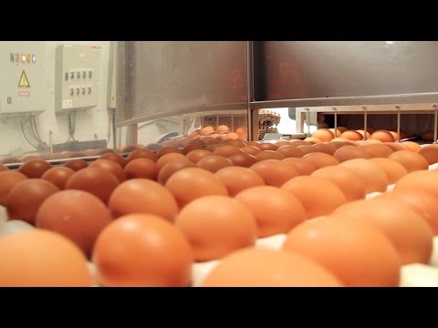 Video: Huevo Y Productos A Base De Huevo