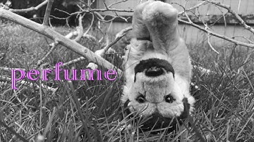 Ghost Webkinz Music Video