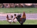 French Wheaten Marans Trio in the grass