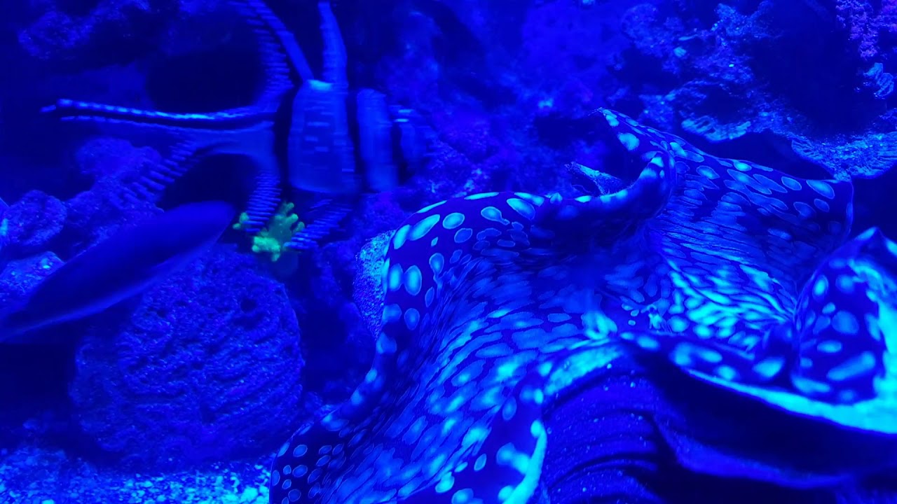Clam Spawning Squamosa clam spawning - YouTube