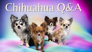 Join Our Chihuahua Fun Time