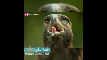 اية ١١ سورة لقمان: هَٰذَا خَلْقُ اللَّهِ
