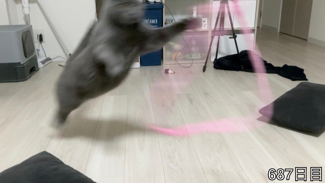 【スコ猫トト君】今日は紐君を使って色んな勝負をしましたwww