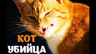 Кот убил хозяина.А нечего было злить)))Очень смешное видео! Кот убил хозяина.А нечего было злить)))Очень смешное видео!