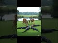 ゴルフコースでクロケットをするワニと鹿