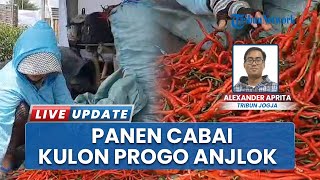 Wabah Penyakit Hantam Hasil Panen Cabai di Trisik Kulon Progo, Anjlok Hingga 60 Persen Wabah Penyakit Hantam Hasil Panen Cabai di Trisik Kulon Progo, Anjlok Hingga 60 Persen