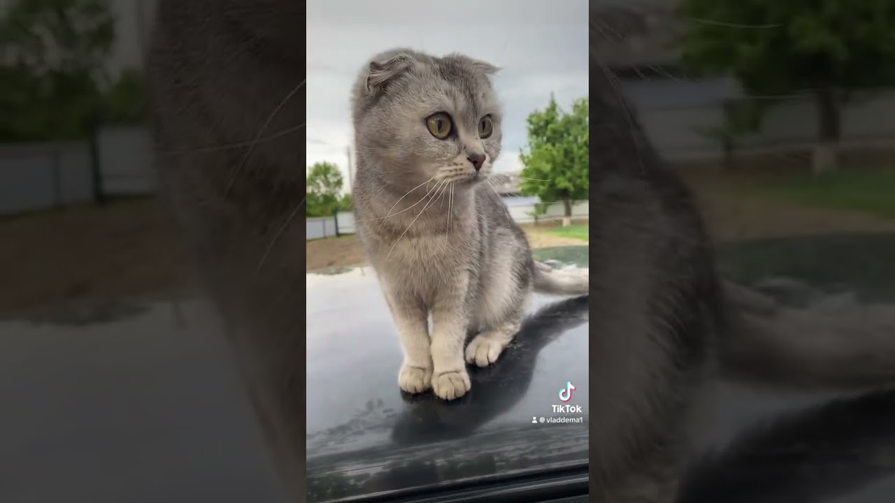 МИЯ ВЫШЛА ИЗ-ПОД КОНТРОЛЯ 😂 