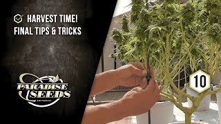 PARADISE SEEDS SKUNK WORKS PROJECT EP#10: HARVEST TIME