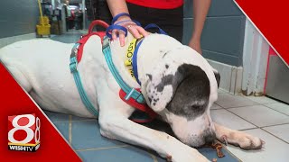 Proposal would create Indianapolis registry of dogs not spayed or neutered 1
