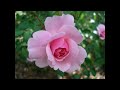 喜びの花 (初演)水野千鶴作曲  ライブ録音