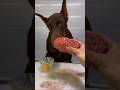 閲覧注意⚠️ドーベルマンが馬の脳みそを食べる#ドーベルマン　#doberman #dobie #愛犬 #dobermann #dogasmr #asmr #咀嚼音 #犬ご飯