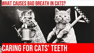 Dental Problems in Cats: Signs & Solutions by Kitty Cat's Corner 55 views 1 month ago 3 minutes, 54 seconds