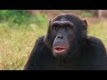 WILD KINGDOMS | The Last 800 Mountain Gorillas | 4K