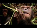 WILD KINGDOMS | The Last 800 Mountain Gorillas | 4K