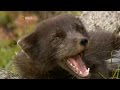 Nordic Wild 1of4 Reborn Hot Documentary