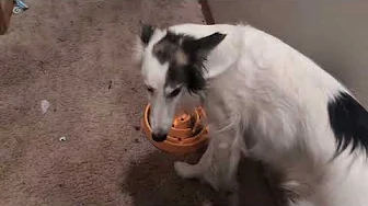Chaotic Silken Windhound Dinner
