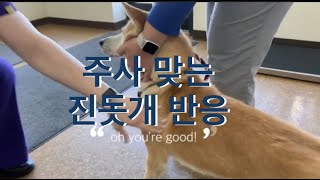 주사 맞을 때 시바와는 차원이 다른 진돗개!! Korean Jindo at  hospital