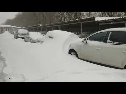 Video: Prisiljavanje Koprive Zimi