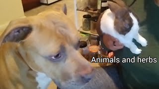 herbs and animals introduction