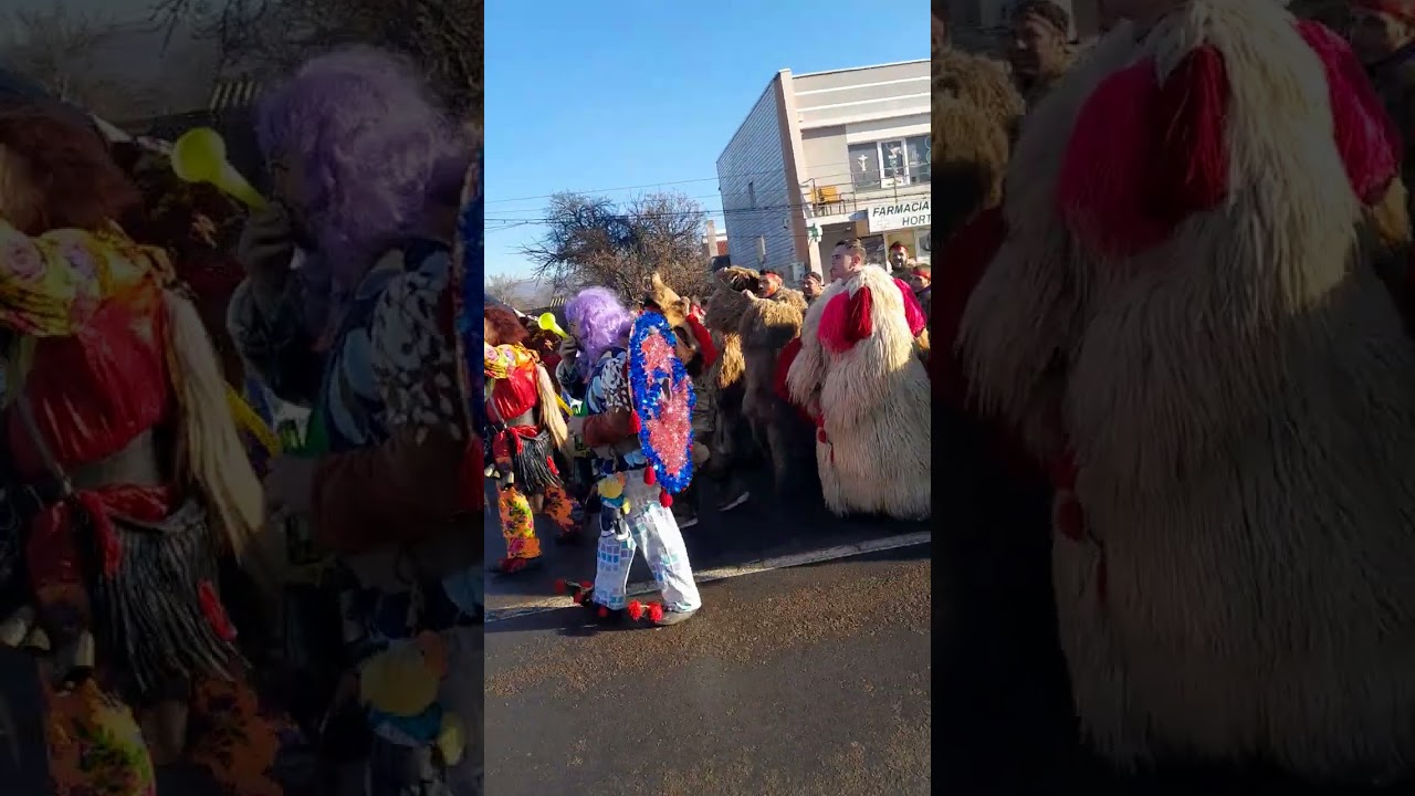 Cei mai frumoși ursii din costisa 2024❤️