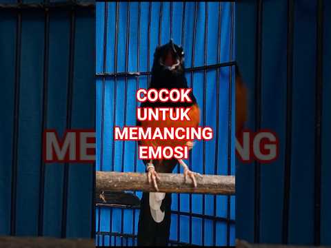 Trending🔥 TRUCUKAN GACOR BAR BAR menekan lawan