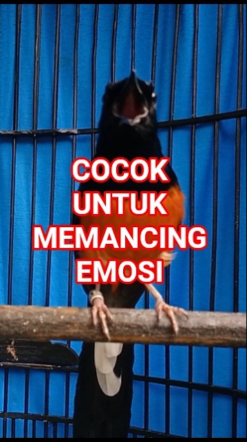 murai batu gacor full isian SIAP UNTUK LOMBA