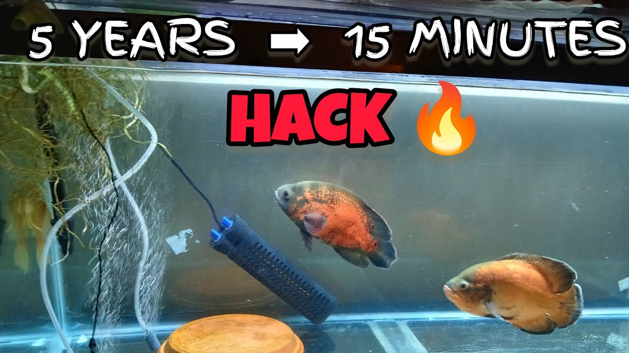 This Fish Breeding Hack Took Me 5 Years to Learn… I’ll Teach You in 15 Minutes!
