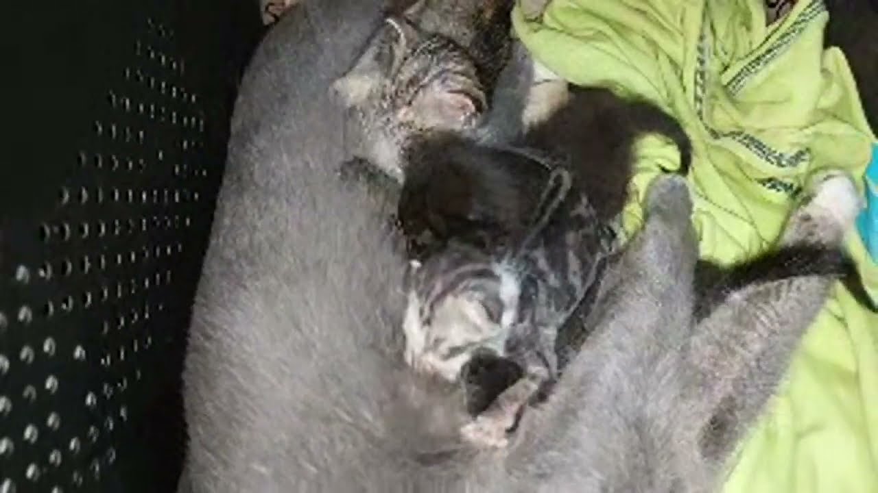 Angry Mother Cat Attacks Her Kittens — They All Leave 💔