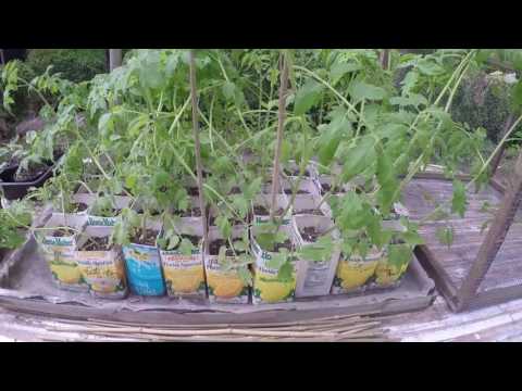 TOMATO TRANSPLANTS - RAIN, WINDY AND NO SUNSHINE