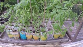 TOMATO TRANSPLANTS - RAIN, WINDY AND NO SUNSHINE