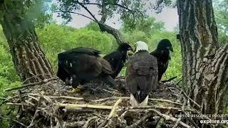 06 05 2020~Decorah Eagles~Mom brings in a fish and it's pass the fish please!