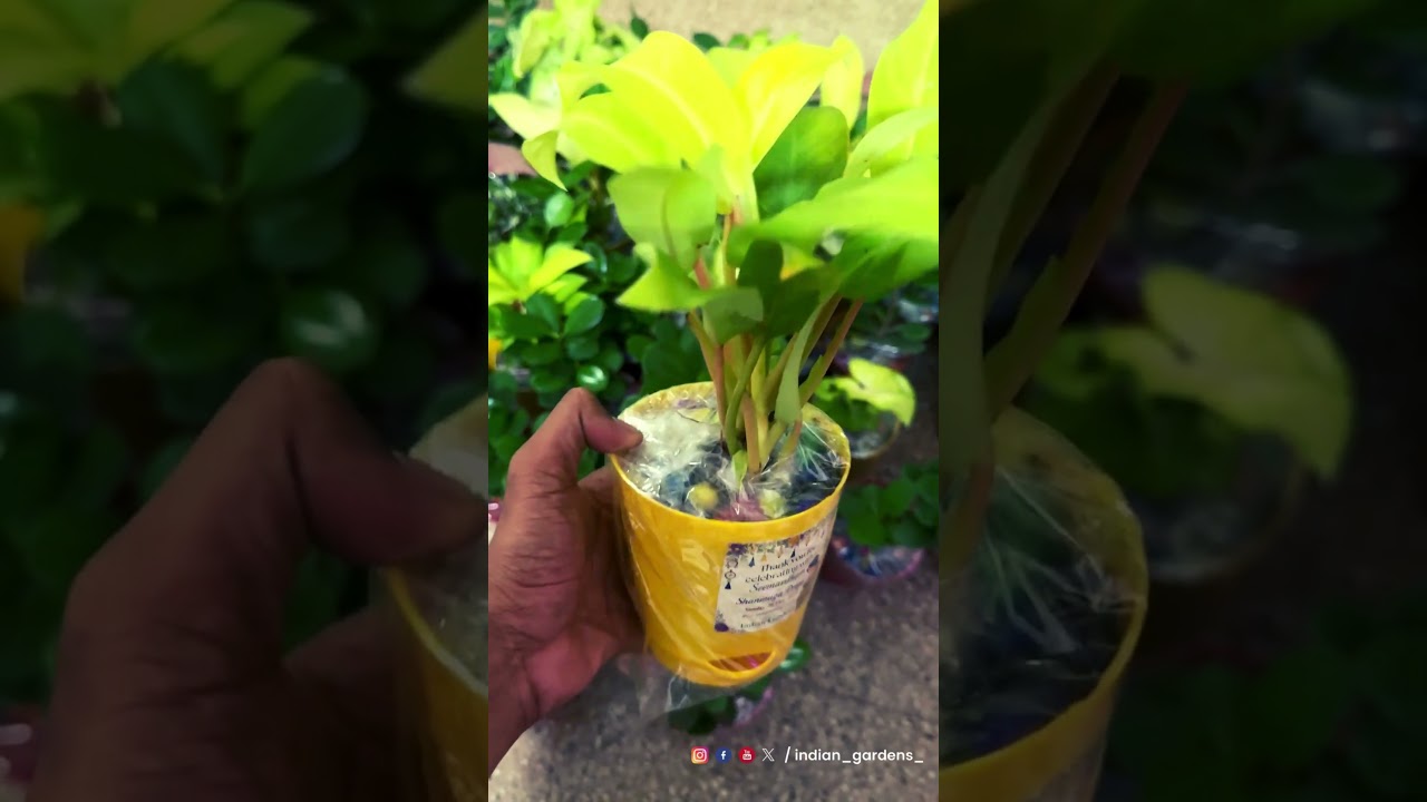 🌿 Successfully delivered 500 plant return gifts for a Seemantham function!