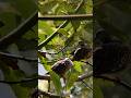 Apexel 18x videography 🐦 #videography #nature #wildlife #shortvideo