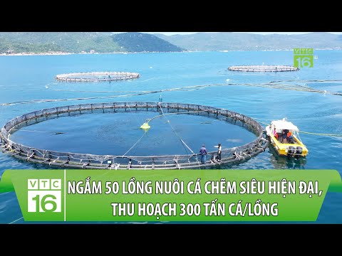 Video: Cá mòi lớn có bền vững không?