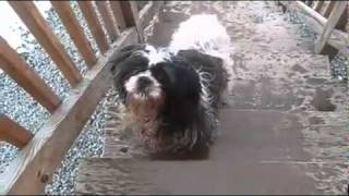 Confronting The Dog That Tried To Rape My Dog - WideScreen
