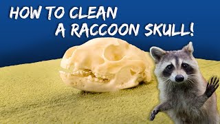 How To Clean A Raccoon Skull (The Boiling Method) by Typical Outdoors 1,472 views 1 year ago 7 minutes, 41 seconds