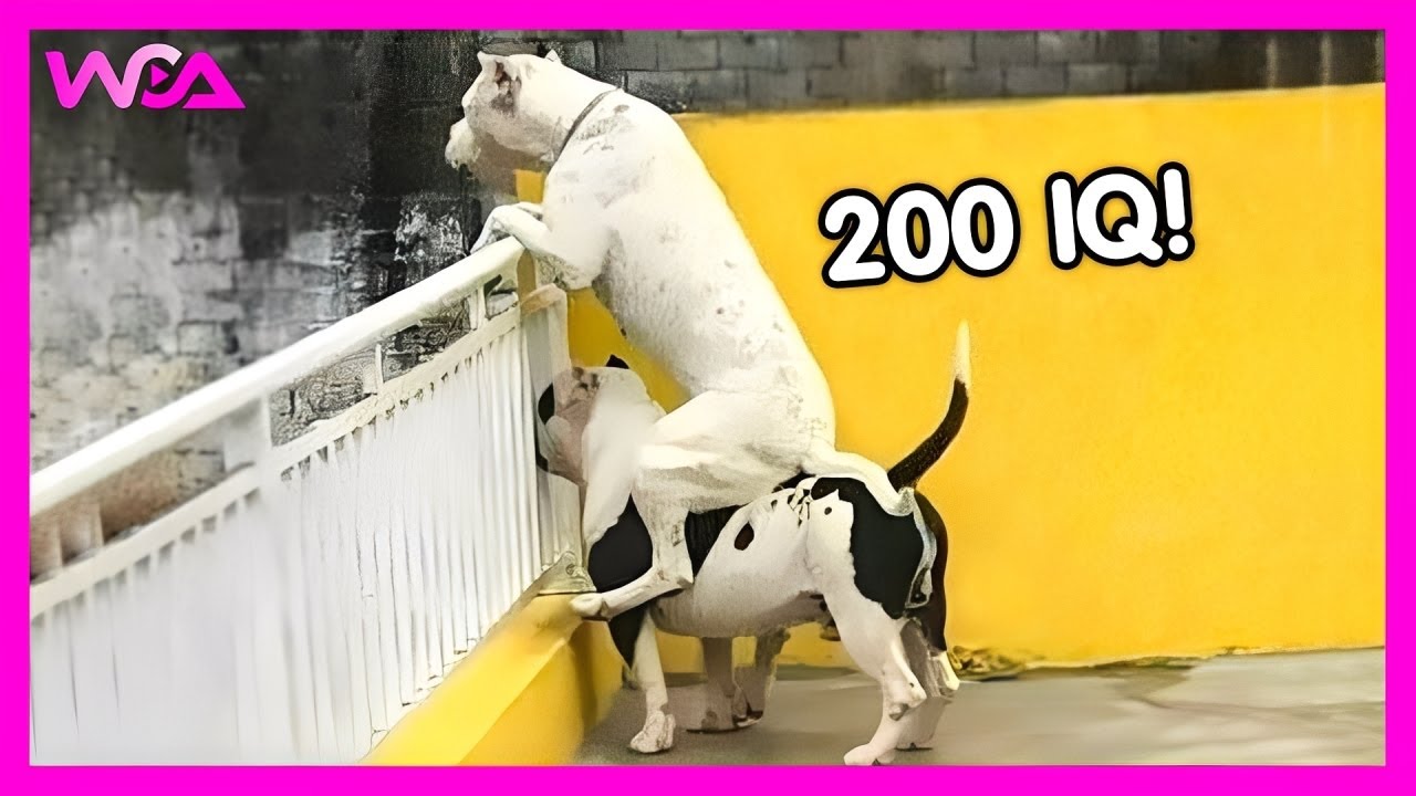 🐶 (ПОЛНАЯ ВЕРСИЯ) Когда у тебя собака с IQ 200! 🤯 | Подборка самых смешных собак 2025 года