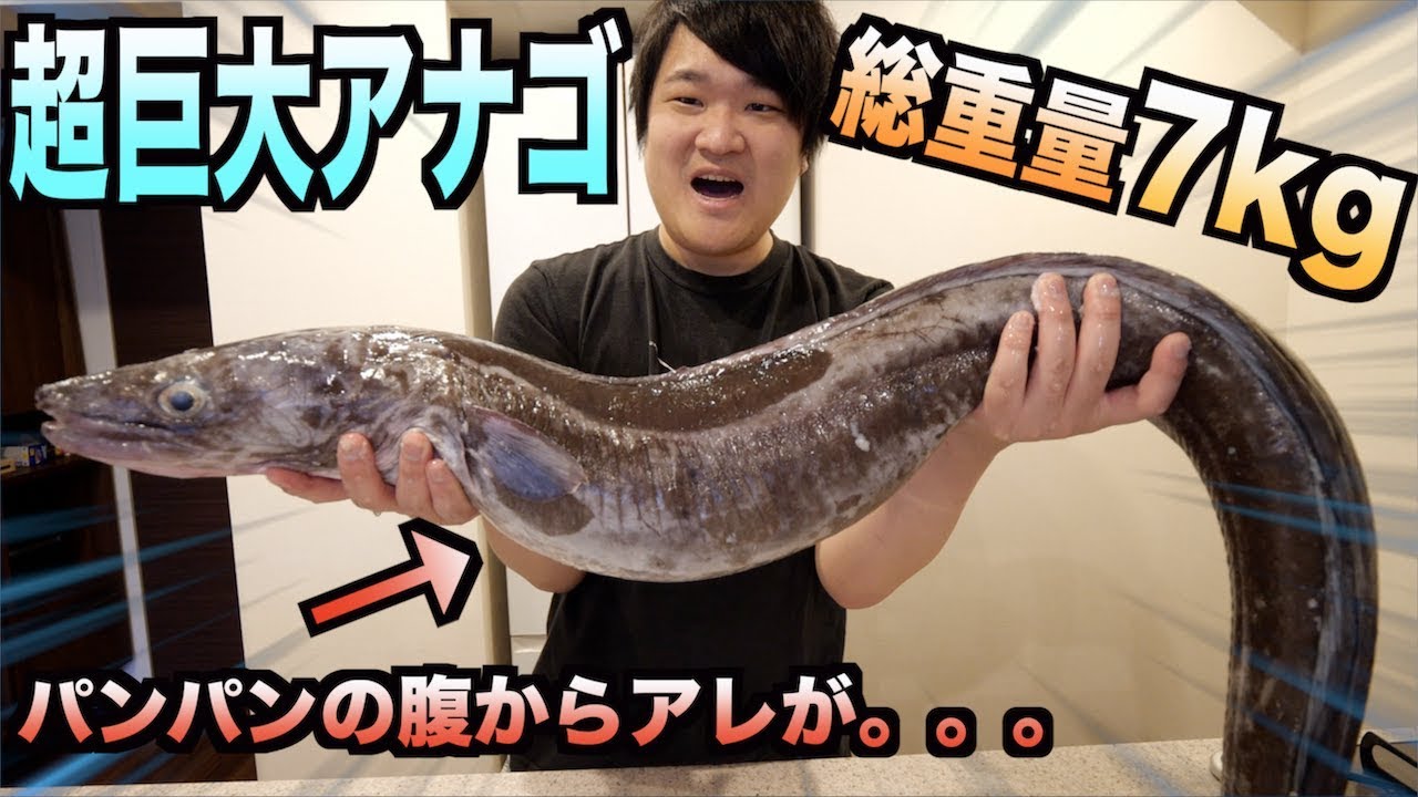 トミック 総重量7kg 超巨大アナゴをさばいたら腹からエグいアレが出てきた Youtuberコメ速報