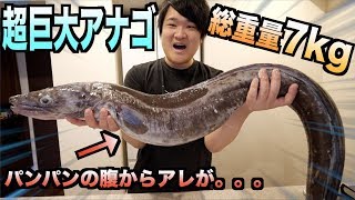 総重量7kg！！超巨大アナゴをさばいたら腹からエグいアレが出てきた！！