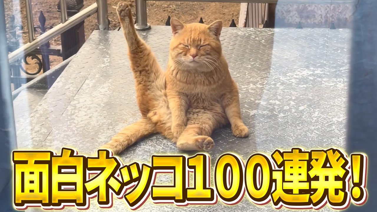 【僕のこと飼ってくれませんか、ほら美脚ですよ。】ツッコミどころ満載な猫のおもしろ動画100連発！パート18（鳴き声、子猫、かわいい）