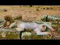 Beautiful Journey 🐒 Pregnant Monkey Pretty Awaits Her Baby Soon