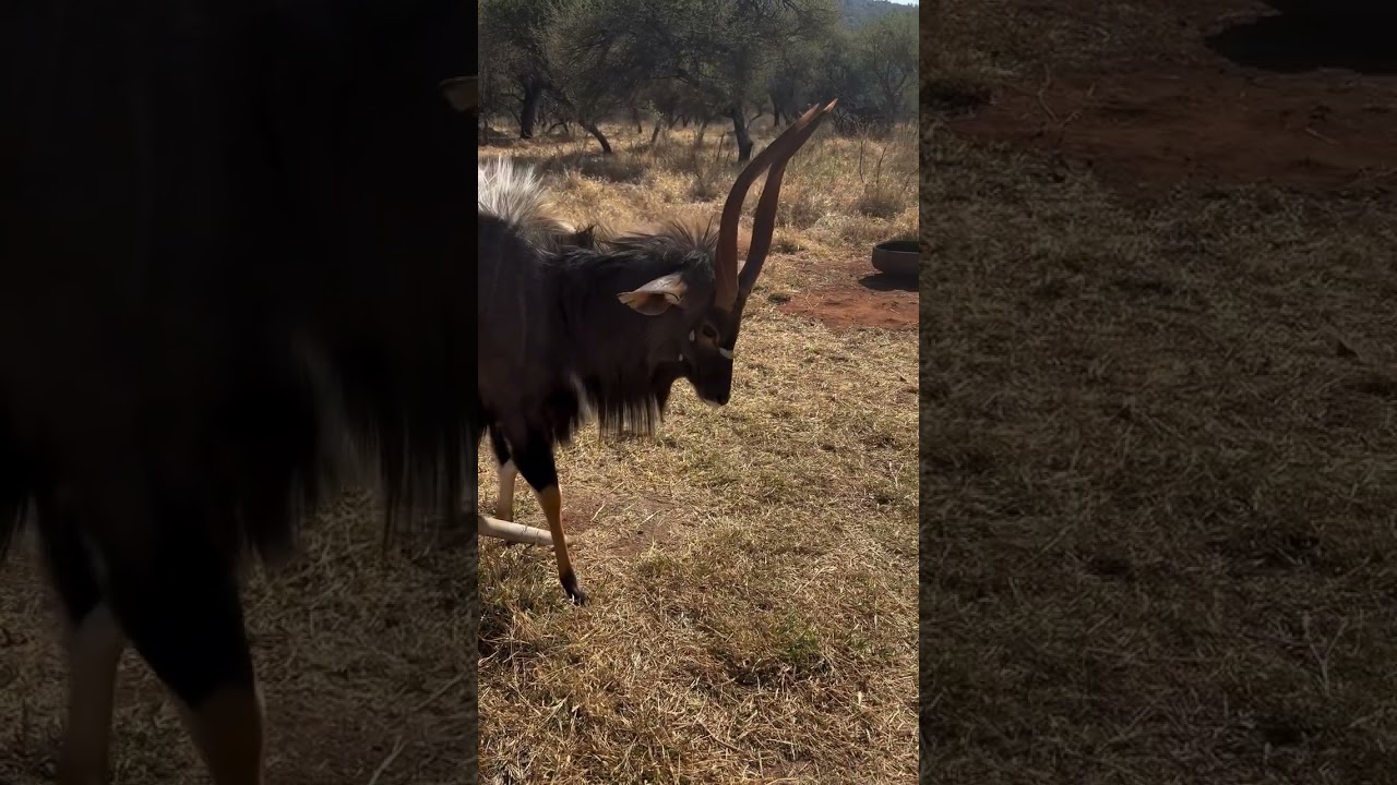 Today is Nyala Bambi Day! Arrived to us only a few days old, with mother killed, Bambi has grown up