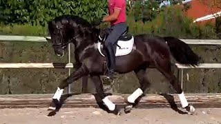 **SOLD** Black Andalusian PRE Stallion 2019 (#MP558)