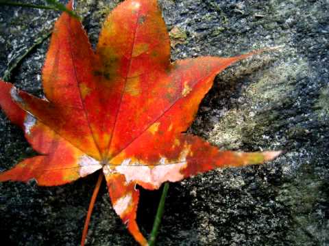 One note samba (Ella Fitzgerald & Joe Pass).mov