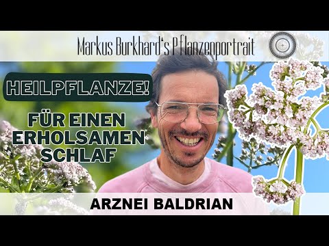 Video: Hilft Valeriana officinalis bei Angstzuständen?