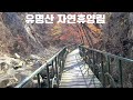 국립 유명산 자연 휴양림의 가을 단풍 I 국내여행VLOG