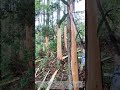Peeling Trees with a Machete: How Traditional Bark Removal Keeps Forests Healthy