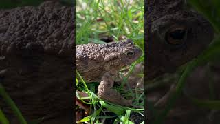 The colour difference between them sorry for the text 🐸 #toad #frog Net Worth