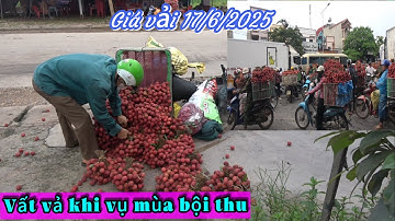 Cập Nhật giá vải ngày 17/6/2025 tại Lục Ngạn ,Bắc Giang