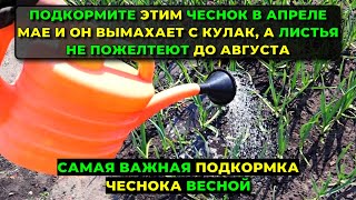 Подкармливаю этим чеснок в апреле мае и он вырастает с кулак, а листья не желтеют до августа! Делюсь